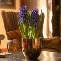 Polished Brass Pot Cover -Plants Shop pr2000031483 card4 lg