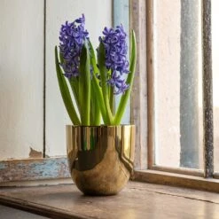 Polished Brass Pot Cover -Plants Shop pr2000031483 card5 lg