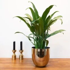 Polished Brass Pot Cover -Plants Shop pr2000031483 card6 lg