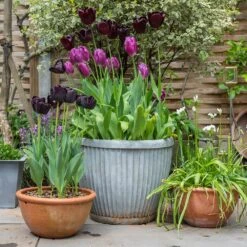 Zinc Dolly Pot 12 Zinc Dolly Pot -Plants Shop pr2000031492 card5 lg