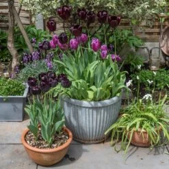 Zinc Dolly Pot 14 Zinc Dolly Pot -Plants Shop pr2000031492 card7 lg