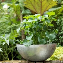 Sphere Plant Bowl -Plants Shop pr2000031495 card4 lg