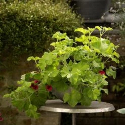 Sphere Plant Bowl -Plants Shop pr2000031495 card5 lg