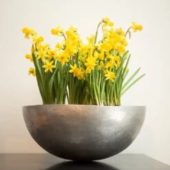 Sphere Plant Bowl -Plants Shop pr2000031495 card6 lg