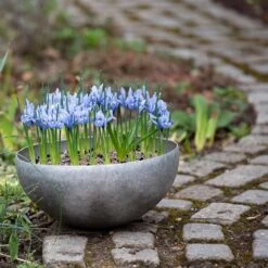 Sphere Plant Bowl -Plants Shop pr2000031495 card7 lg