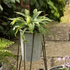 Tall Galvanised Planter With Stand -Plants Shop pr2000031504 card4 lg