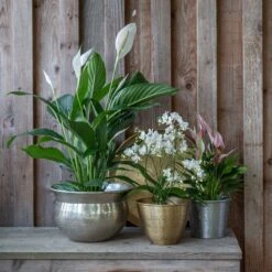 Solid Etched Brass Pot Cover -Plants Shop pr2000031507 card4 lg