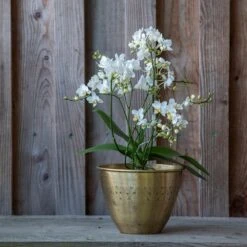 Solid Etched Brass Pot Cover -Plants Shop pr2000031507 card5 lg