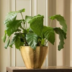 Solid Etched Brass Pot Cover -Plants Shop pr2000031507 card6 lg