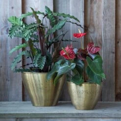 Solid Etched Brass Pot Cover -Plants Shop pr2000031507 card7 lg