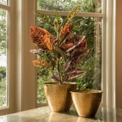 Solid Etched Brass Pot Cover -Plants Shop pr2000031507 card8 lg