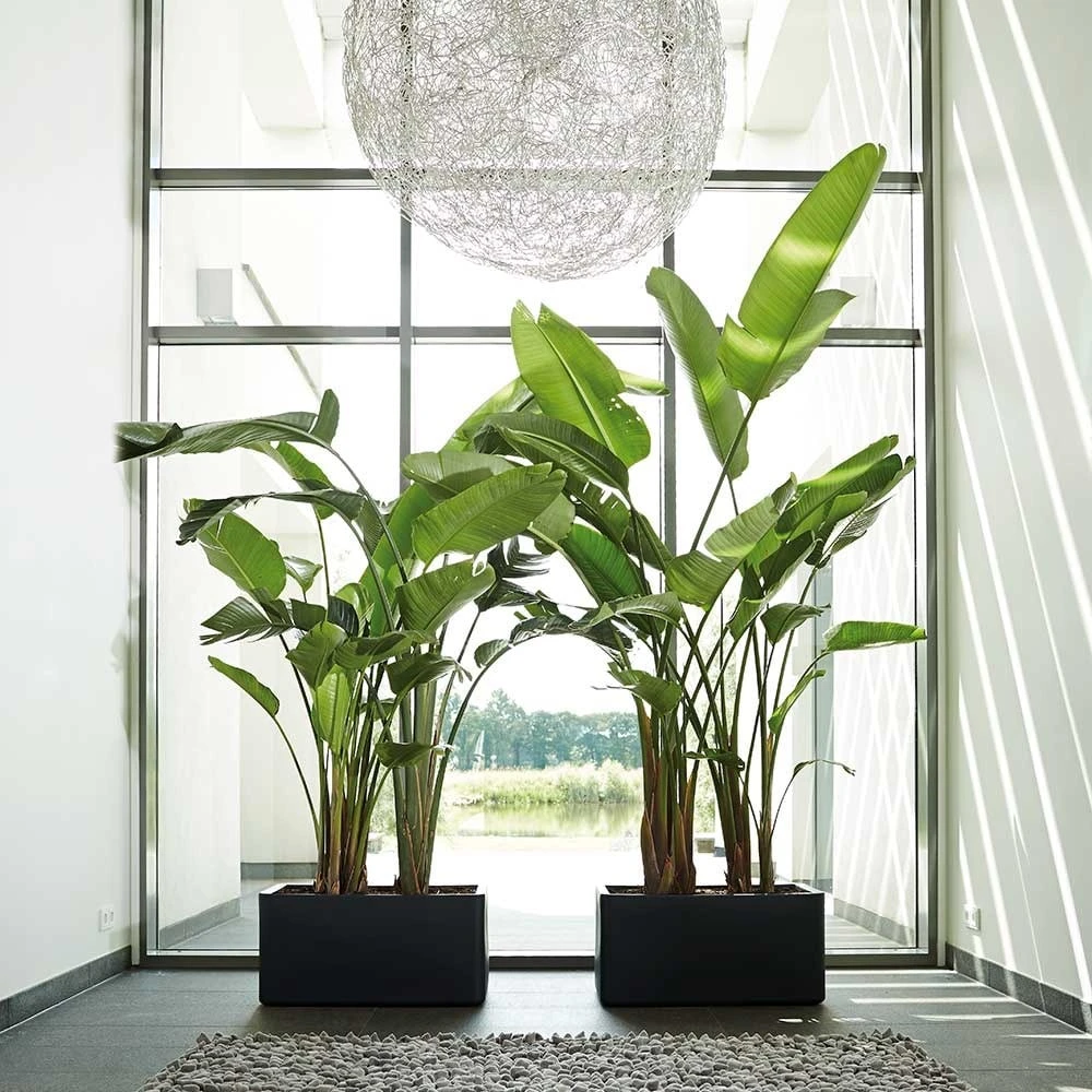 Pure Soft Brick Long Wheels Anthracite 2 Pure Soft Brick Long Wheels Anthracite - Image 2