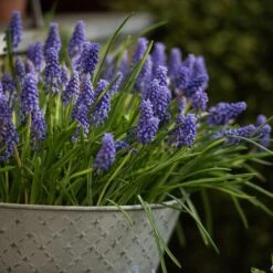 Aged Embossed Wall Planter - Aged Zinc -Plants Shop pr2000033942 card3 lg