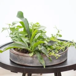 Pot Trays Aged Zinc - Set Of 3 -Plants Shop pr2000033959 card4 lg