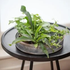 Pot Trays Aged Zinc - Set Of 3 -Plants Shop pr2000033959 card5 lg