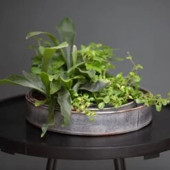 Pot Trays Aged Zinc - Set Of 3 -Plants Shop pr2000033959 card6 lg