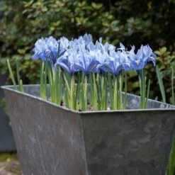 Dark Galvanised Window Trough 13 Dark Galvanised Window Trough -Plants Shop pr2000033966 card7 lg