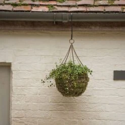 Hanging Tear Drop Basket - Wide 6 Hanging Tear Drop Basket - Wide -Plants Shop pr2000033989 card3 lg