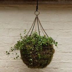 Hanging Tear Drop Basket - Wide 7 Hanging Tear Drop Basket - Wide -Plants Shop pr2000033989 card4 lg