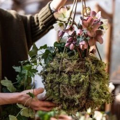 Hanging Tear Drop Basket - Slim 7 Hanging Tear Drop Basket - Slim -Plants Shop pr2000033990 card3 lg