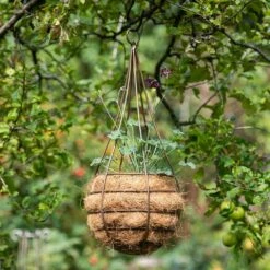 Hanging Tear Drop Basket - Slim 8 Hanging Tear Drop Basket - Slim -Plants Shop pr2000033990 card4 lg