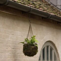Hanging Tear Drop Basket - Slim 9 Hanging Tear Drop Basket - Slim -Plants Shop pr2000033990 card5 lg