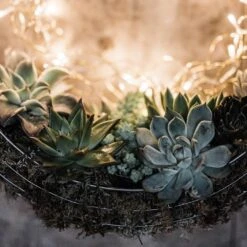 Hanging Wreath Basket 10 Hanging Wreath Basket -Plants Shop pr2000033995 card3 lg