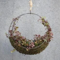 Hanging Wreath Basket 13 Hanging Wreath Basket -Plants Shop pr2000033995 card6 lg