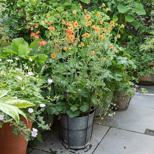 Perennial/bulb Planter With Support 3 Perennial/bulb Planter With Support - Image 3