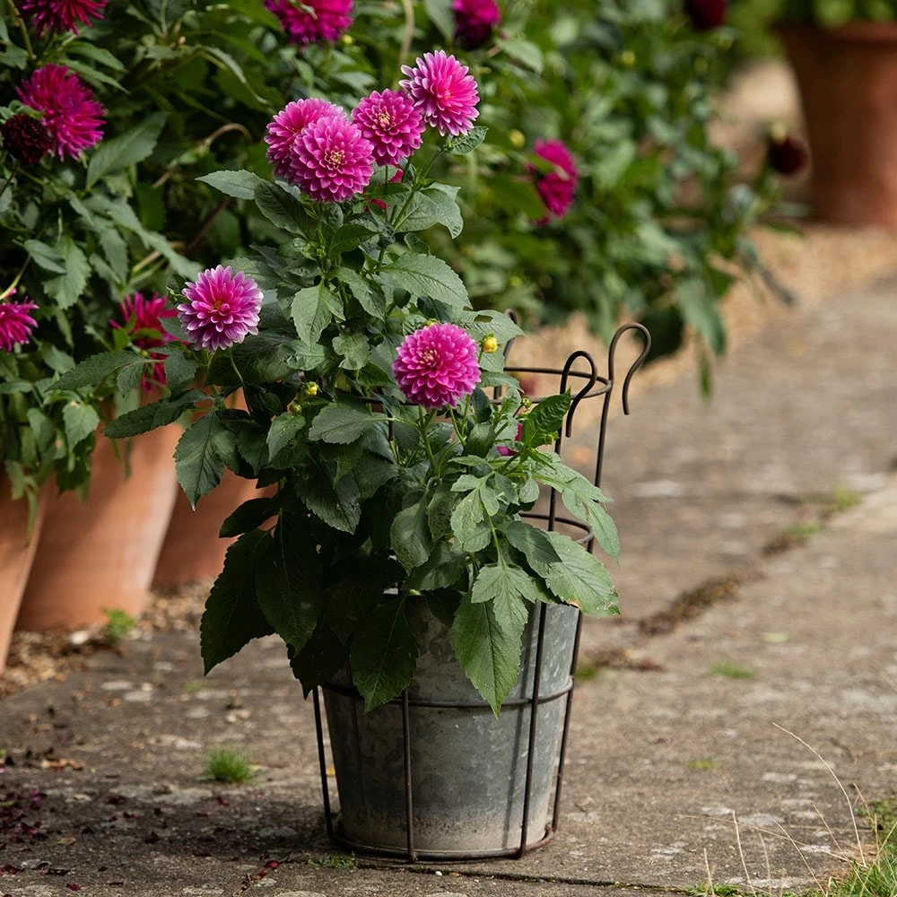 Perennial/bulb Planter With Support 5 Perennial/bulb Planter With Support - Image 5