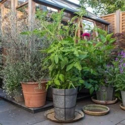 Planter With Surround Support -Plants Shop pr2000034024 card3 lg