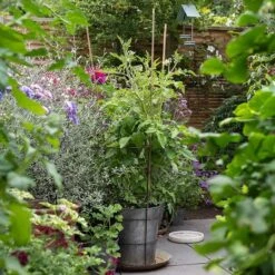 Planter With Surround Support -Plants Shop pr2000034024 card6 lg