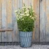 Planter In Lattice Basket Surround