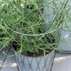 Planter In Lattice Basket Surround 10 Planter In Lattice Basket Surround -Plants Shop pr2000034026 card4 lg