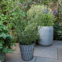 Planter In Lattice Basket Surround 11 Planter In Lattice Basket Surround -Plants Shop pr2000034026 card5 lg