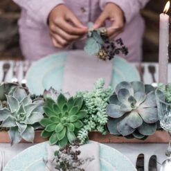 Brushed Copper Tray 9 Brushed Copper Tray -Plants Shop pr2000034036 card3 lg