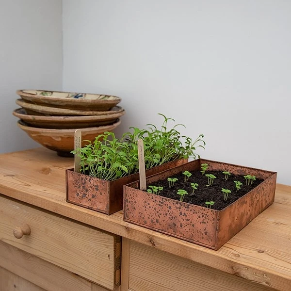 Brushed Copper Seed Tray 7 Brushed Copper Seed Tray - Image 7