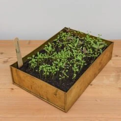 Brushed Brass Seed Tray -Plants Shop pr2000034043 card5 lg
