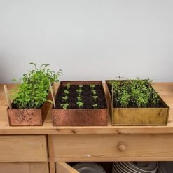 Brushed Brass Seed Tray -Plants Shop pr2000034043 card7 lg
