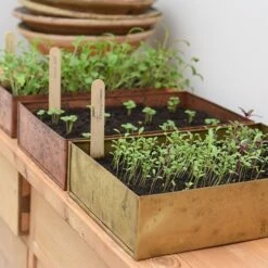 Brushed Brass Seed Tray -Plants Shop pr2000034043 card9 lg
