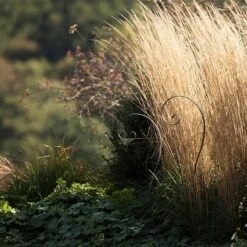 Border Scroll Hook Stake - Small -Plants Shop pr2000034065 card5 lg