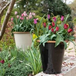 Glazed Terracotta Pot - Black -Plants Shop pr2000034127 card10 lg