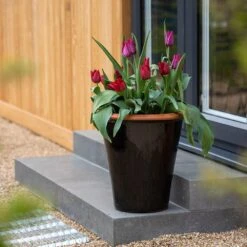 Glazed Terracotta Pot - Black -Plants Shop pr2000034127 card3 lg