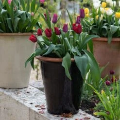 Glazed Terracotta Pot - Black -Plants Shop pr2000034127 card7 lg