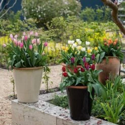 Glazed Terracotta Pot - Black -Plants Shop pr2000034127 card8 lg