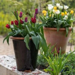 Glazed Terracotta Pot - Black -Plants Shop pr2000034127 card9 lg