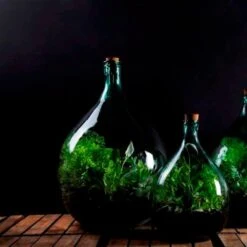 Plant Terrarium Bottle 5 Litre Set -Plants Shop pr2000035301 card3 lg