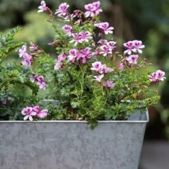 Galvanised Window Trough -Plants Shop pr2000035781 card4 lg