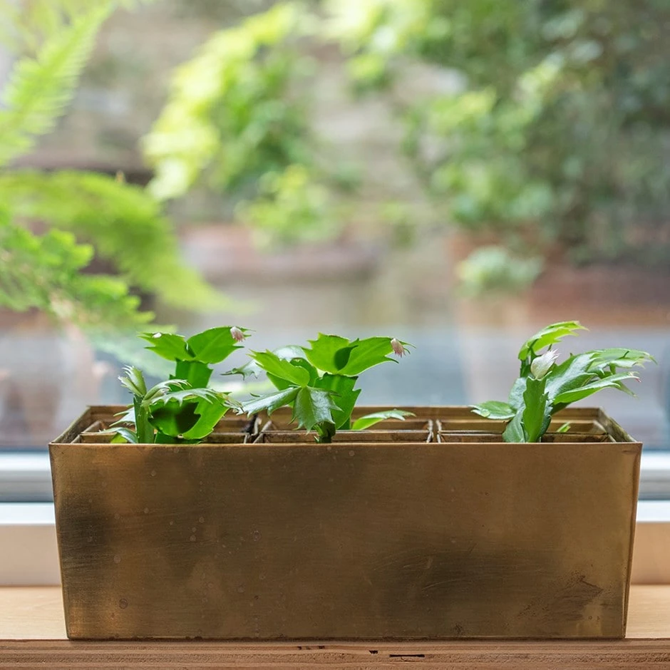 Brass Tray With 6 Brass Grow Pods 1 Brass Tray With 6 Brass Grow Pods