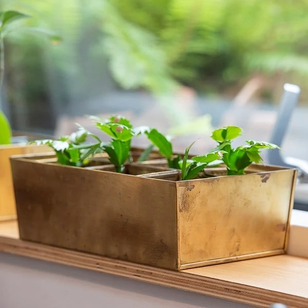 Brass Tray With 6 Brass Grow Pods 4 Brass Tray With 6 Brass Grow Pods - Image 4